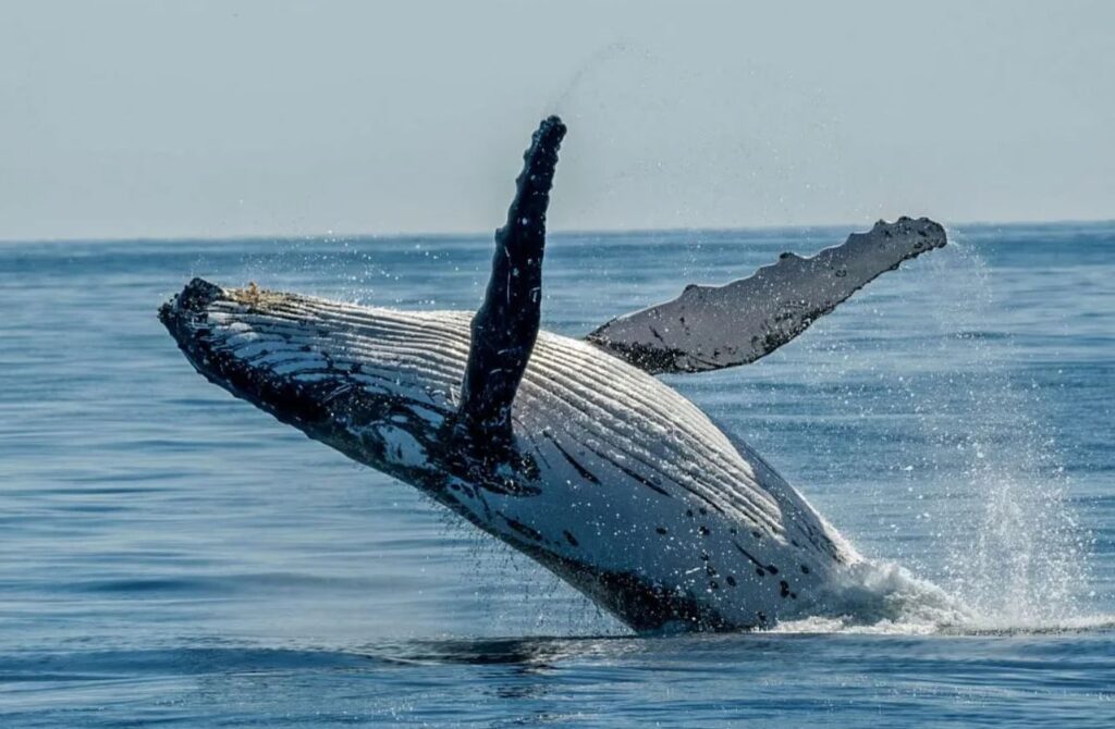 Whale Bundaberg waters