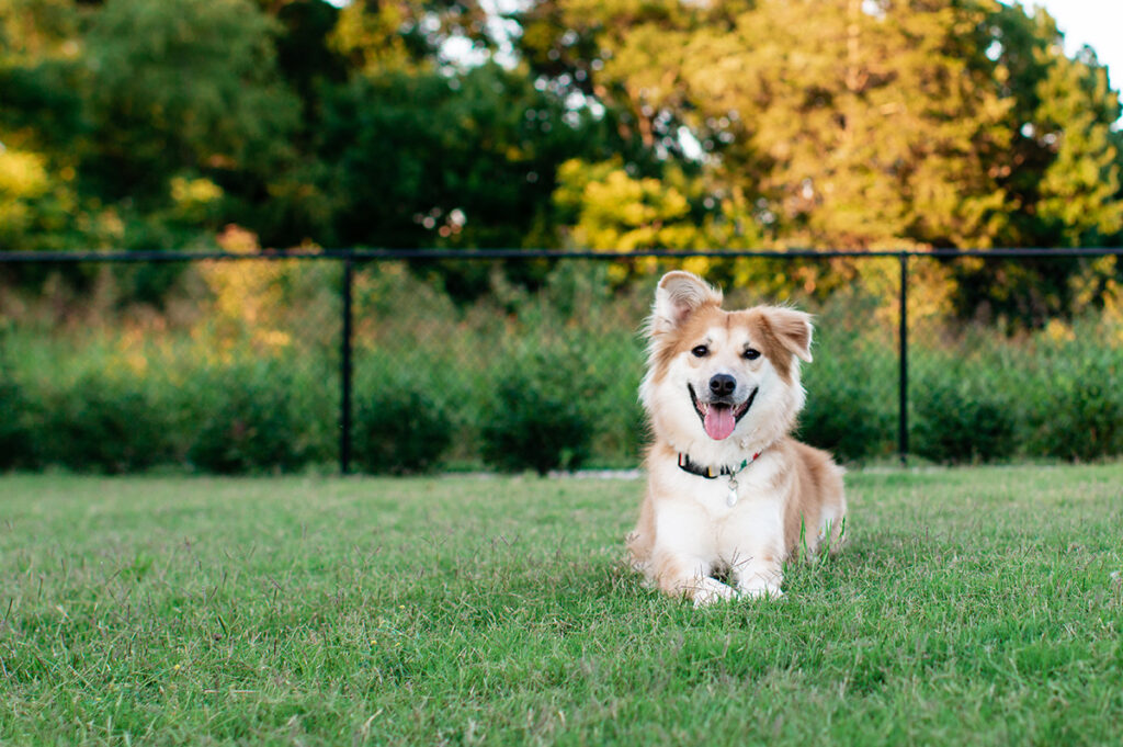 dog off leash