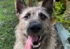 Jack Bundaberg RSPCA
