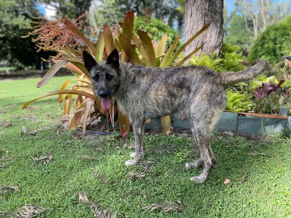 Jack Bundaberg RSPCA