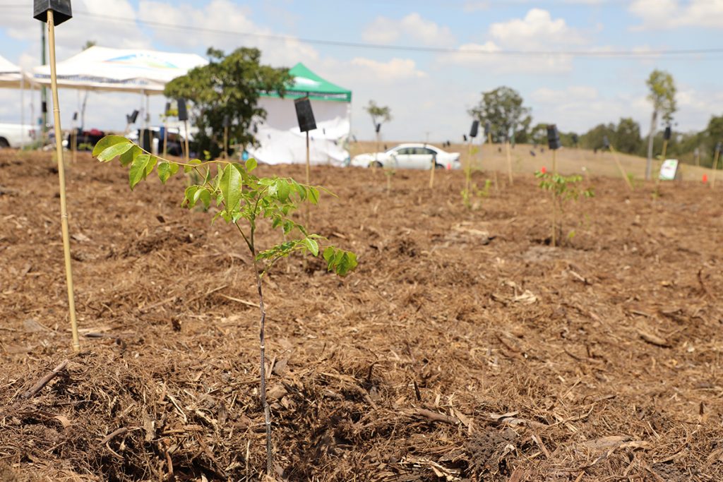 one million trees