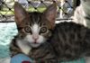 baggins forever home