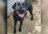 Jedda family adoption