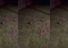 bandicoot bargara backyard