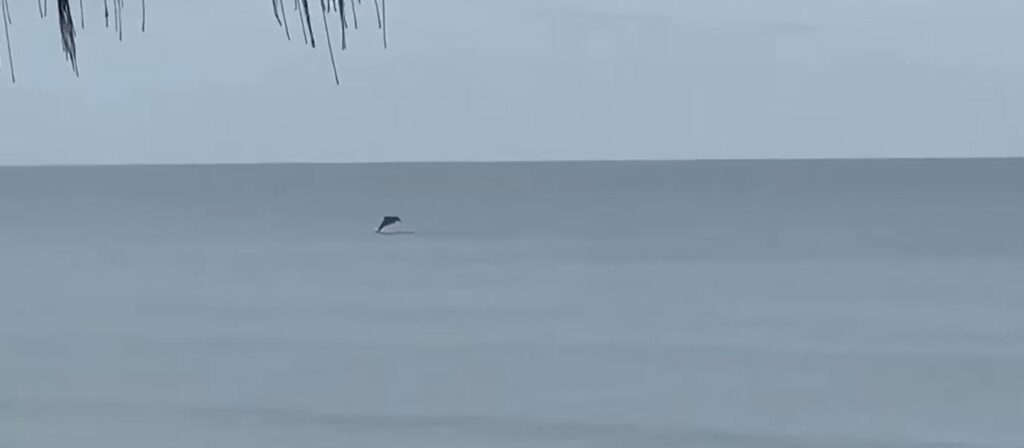 Woodgate beach dolphins