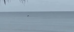 Woodgate beach dolphins