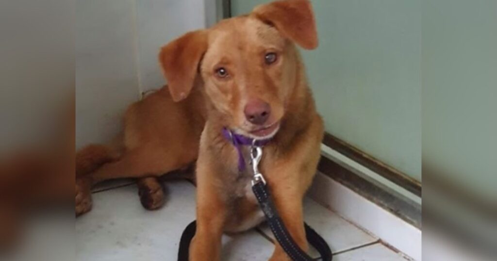 amber red collar rescue