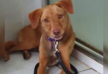 amber red collar rescue