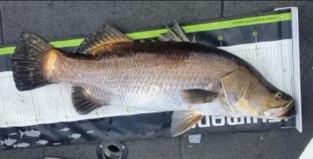 golden barramundi Lake Monduran Laidley Davies