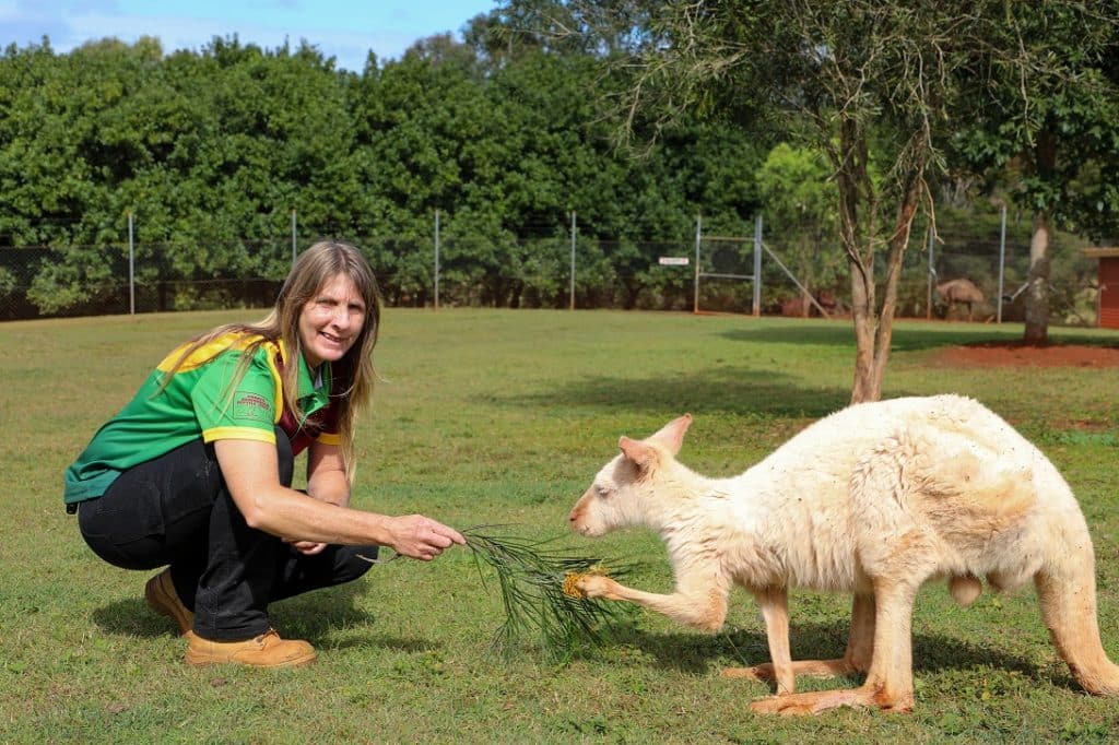 snakes downunder kangaroo