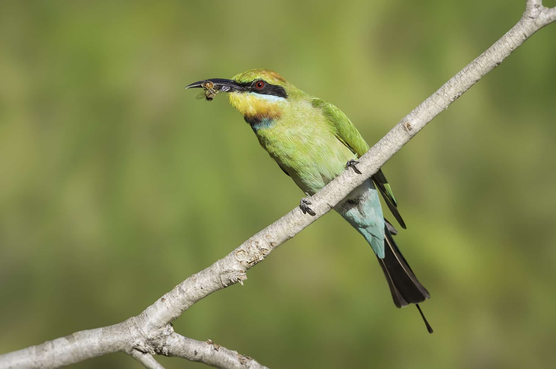 Look out for nesting rainbow bee-eaters – Bundaberg Now Look out for nesting rainbow bee-eaters – Bundaberg Now