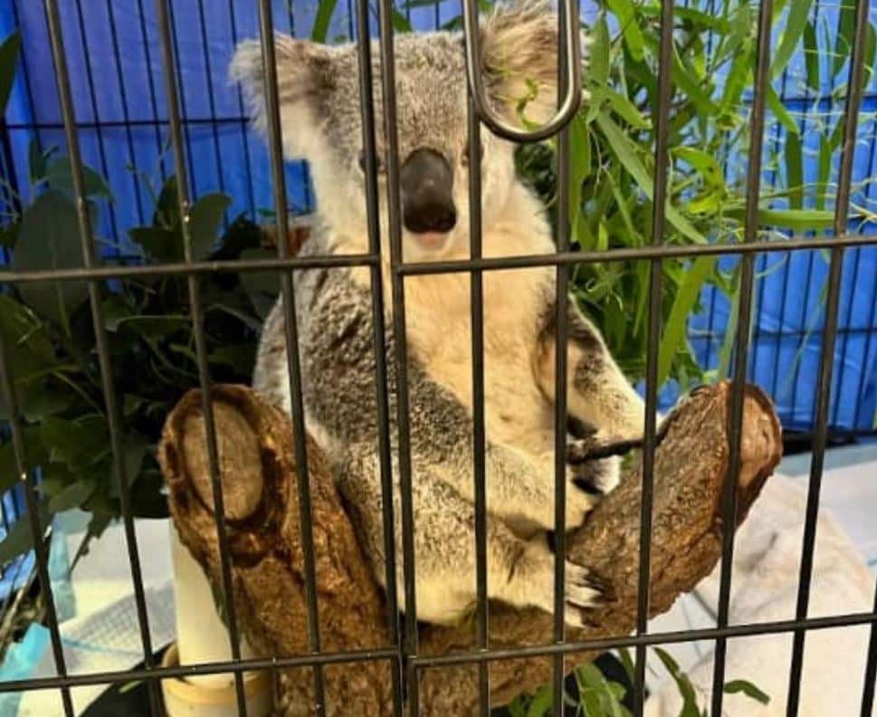 Koala rescue Gin Gin