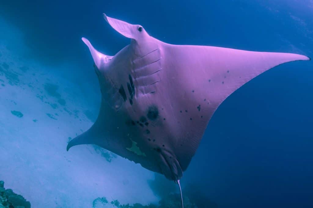 Pink manta ray