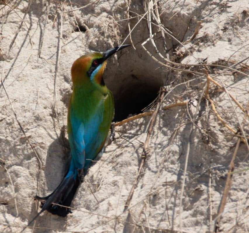 rainbow bee-eater