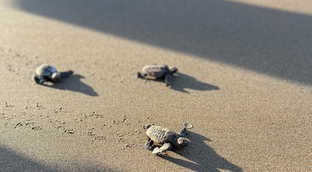 volunteers for turtles