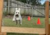 Obedience Dog Club of Bundaberg