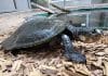 freshwater turtle