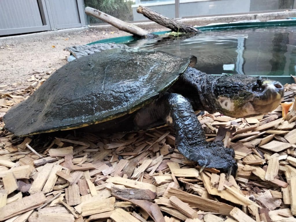 zoo plants turtles