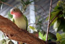 princess parrots zoo