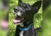 astro forever home