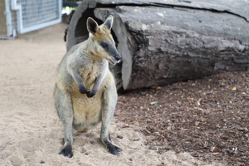 two species wallabies