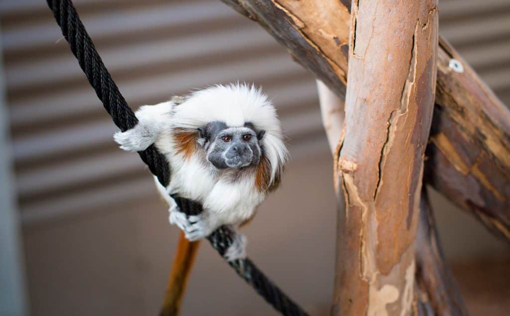 Cotton Top Tamarin