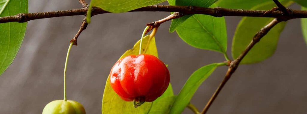 Brazilian cherry