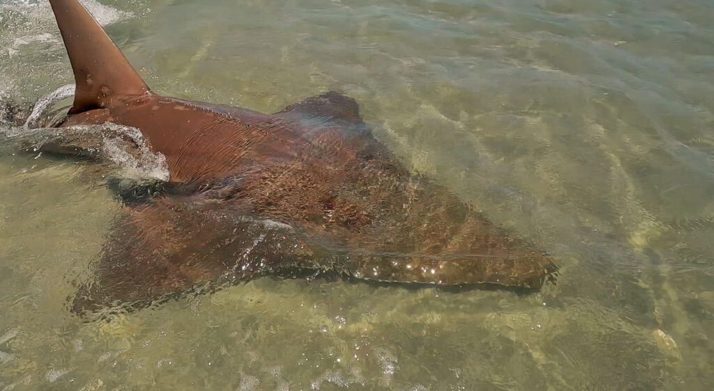 guitarfish Woodgate