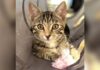 pixel forever home