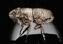 ZOONOSES and Passing Through