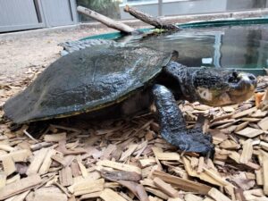 Alexandra Park Zoo visitors threatened species