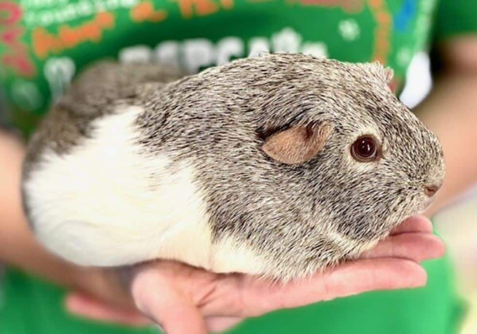 Stormy guinea pig