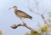 Barubbra Island shorebirds