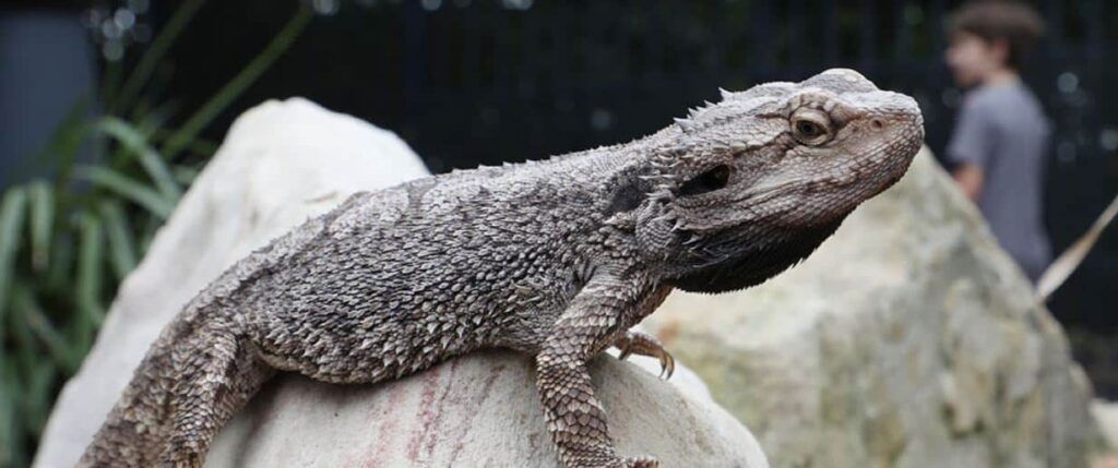 Eastern bearded dragon