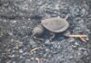 turtle hatchling Krefft's