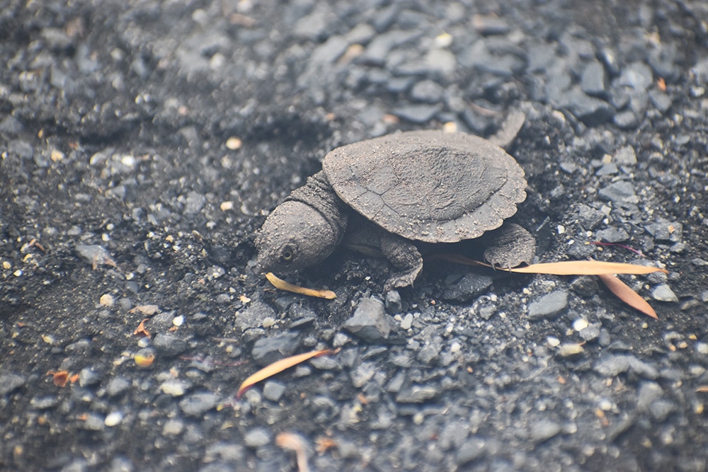 turtle hatchling Krefft's