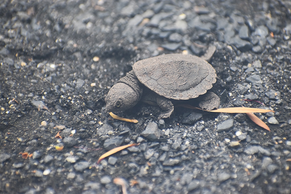 turtle hatchling Krefft's