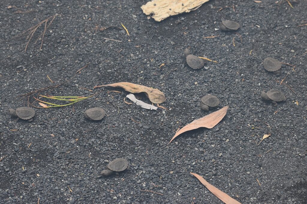 turtle hatchlings gardens