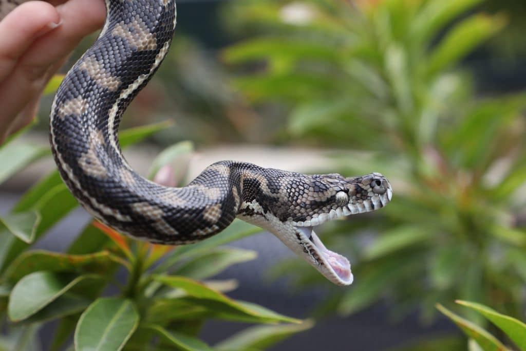 coastal carpet pythons