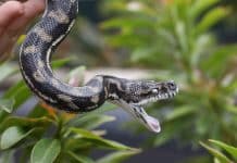 coastal carpet pythons