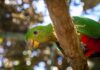 three king parrots