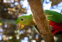 three king parrots