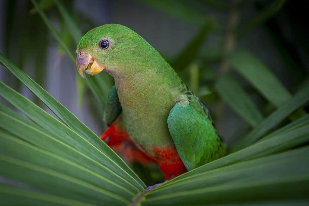 three king parrots