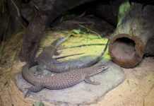 freckled monitors zoo