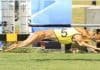 greyhound racing