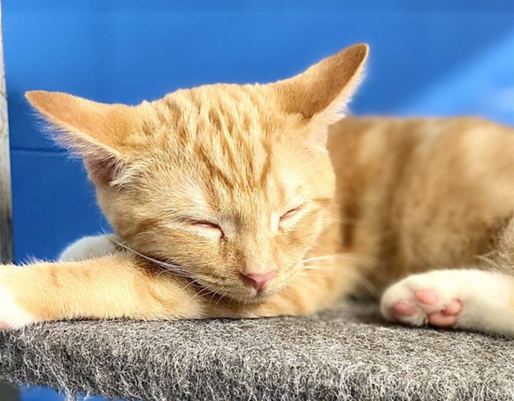 Goofy kitten bundaberg rspca