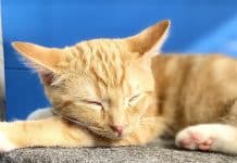 Goofy kitten bundaberg rspca