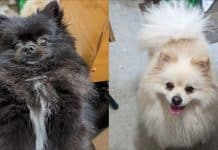 Blossom and Sundance