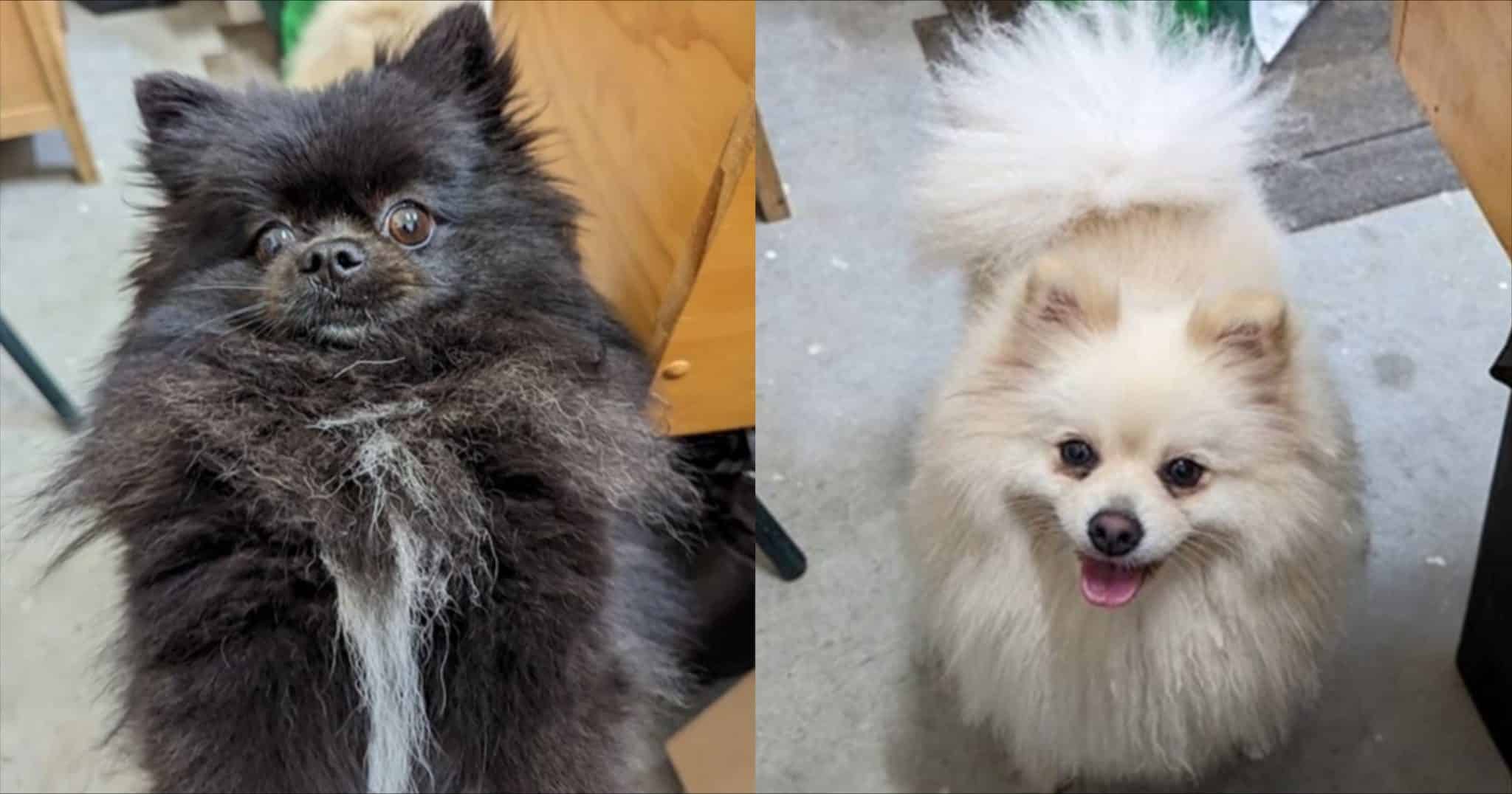 Blossom and Sundance