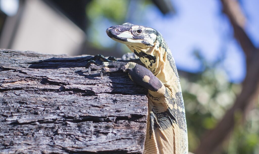 lace monitor